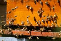 Bienen Patenschaft Salubria Honigmanufaktur